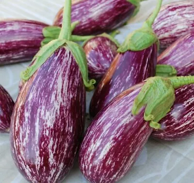 Aubergine Listada De Gandia. Italian Eggplant Baingon Begun Garden - 5 Seeds • £0.99