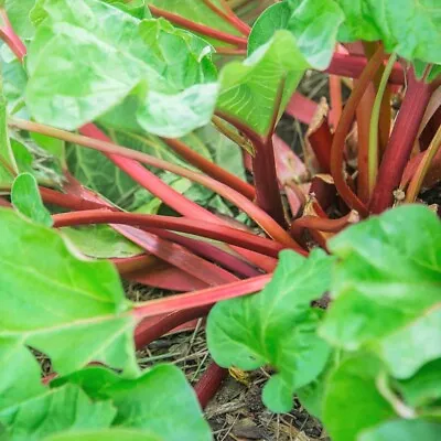 Victoria Rhubarb Seeds | USA Vegetable Red Perennial Seed 2024 Free Shipping • $3.95