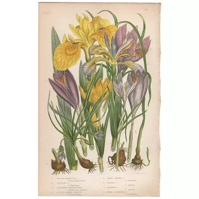 Anne Pratt Flowering Plants Antique 1860 Botanical Print 219 Yellow Iris • $20