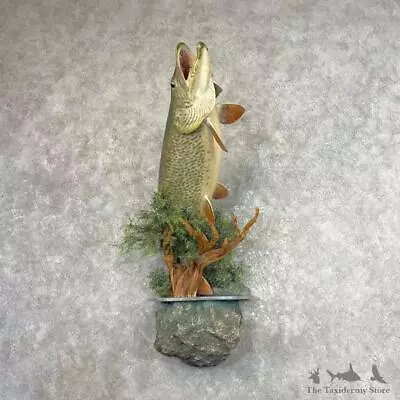 #27614 E+ | Muskie Reproduction Taxidermy Fish Mount For Sale • $3120