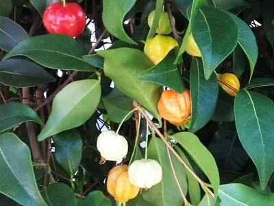 EUGENIA UNIFLORA Surinam Cherry Decorative Edible Fruits Shrub 6-8cm Tall • £7.90