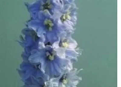 25 X Delphinium Seeds CHOICE OF VARIETIES PRE ORDER FREE POSTAGE • £3.50