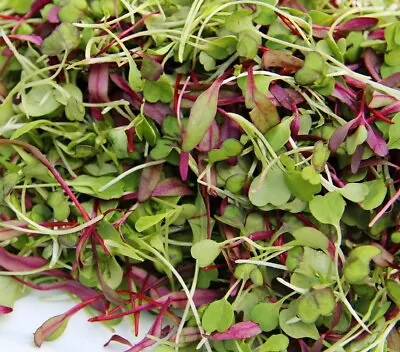 Spicy Salad Microgreen Seeds - Non GMO Heirloom High Germination - Fast Shipping • $160