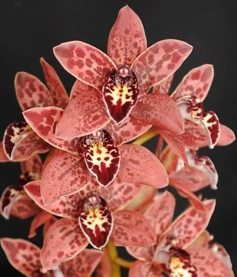 Cymbidium Orchid - Canned Magic 'Kobe' - With 4 X Flower Spikes In A 125mm Pot • $149.95