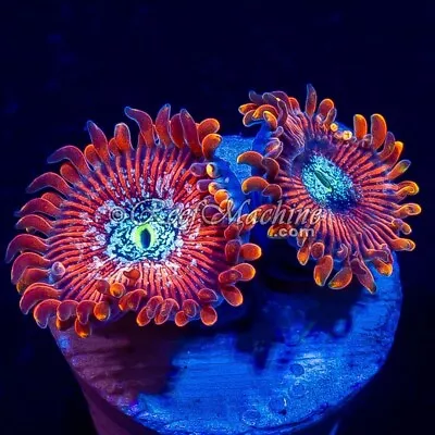 🪄 Magician Zoa Zoanthid 2p ~ Marine Reef Coral WYSIWYG • £19.99