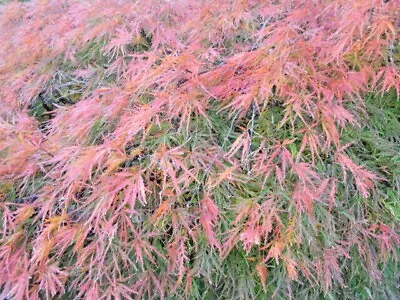 15 WATERFALL JAPANESE MAPLE SEEDS - Acer Palmatum 'Waterfall' • $6.50