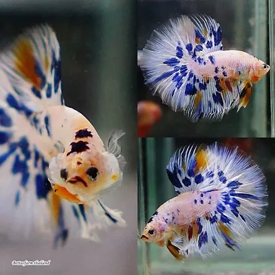 Live Tropical Betta Fish -- Candy Marble | Halfmoon Male • $14.50