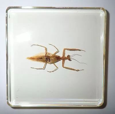 Pointy Eye Mantis Specimen 82x82 Mm Amber Clear Square Lucite Slide SS82A • $12.99