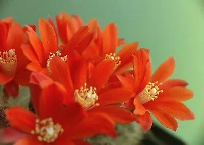 Rebutia Pettersonii SEEDS • $8.98