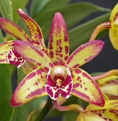 $7 • Buy Orchid -Dendrobium Speckles Sunset