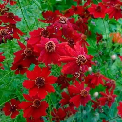 Coreopsis PLAINS TALL RED Heirloom Pollinators Deer Resistant Non-GMO 200 Seeds! • $3.98
