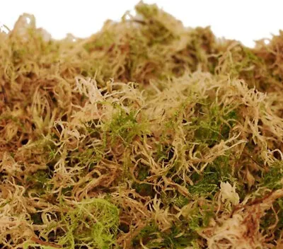 £39.99 • Buy Fresh Welsh Sphagnum Moss For Hanging Baskets - 1kg 2.5kg 5kg 7.5kg & 10kg Bags 