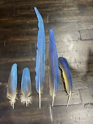 Blue And Yellow Blue And Gold Macaw Tail Feather Set For Craft Smudge Ethically • $70