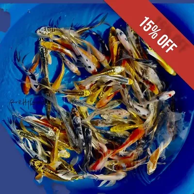 25-Lot Assorted 2 -4  Live Koi Standard Fin Fish Mixed Lot Pkf • $144.49