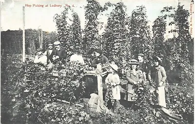 Ledbury. Hop Picking By Tilley & Son. • £10