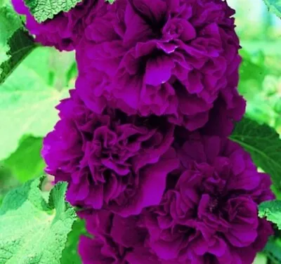 £2.45 • Buy Hollyhock Seeds X 12 'Double Violet' Hardy Perennial Large Peony Like Flowers 