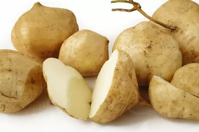 40 Jicama Seeds | Mexican Yam Bean | Non-GMO Root Potato Tuber Vegetable Fruit • $5.25