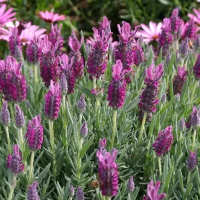 Lavender Plug Plants Fragrant Antibes Garden Pink Flowers Perennial Pack Of 3 • £9.99