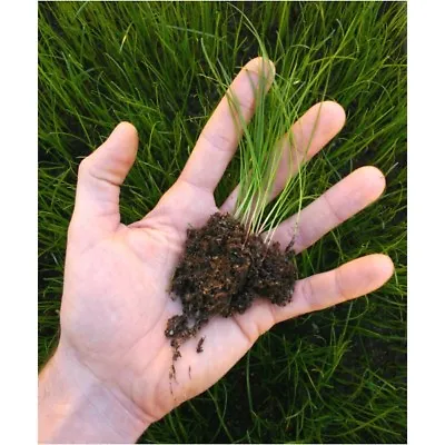 Monarch Rejuvenator Grass Seed For Poached Or Damaged Swards 10Kg (Horse Paddock • £64.06