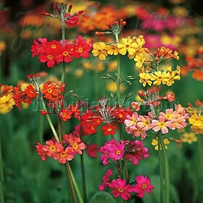 £1.69 • Buy Candelabra Primrose / Primula X Bullessiana / Hardy Perennial / 100 Seeds