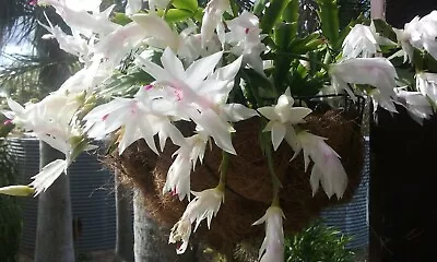 Zygo Cactus Succulents White 3 X  Long Cuttings Plants Garden • $16.50