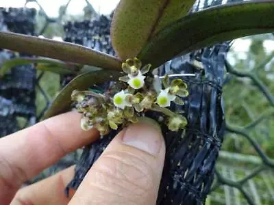 Gastrochilus Minor Miniature Fragrant Orchid Plant Species PHYTO CERTIFICATE • $35