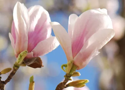 £14.49 • Buy Magnolia Soulangeanan Plant 2lt Pot, Hardy Shrub/tree Pink/white Flowers