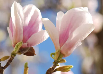 Magnolia Soulangeanan Plant 9cm Pot Hardy Shrub/tree Pink/white Flowers • £12.49