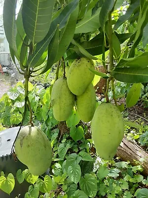 Haitian Mango Madame Francis Francique Seedling - Huge Delicious Fruit!!  • $25