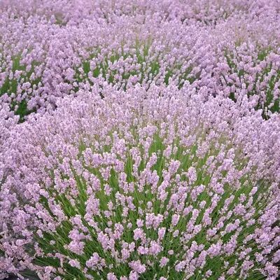 Lavender Augustifolia Rosea - 6 X 4cm Plug Plant • £11.99