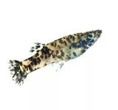 Melanistic Dalmation  Male Mosquitofish Gambusia For Freshwater Aquarium Or Pond • $19.99