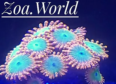 Oompa Loompa Zoa (Zoanthid) 1 Polyp Frag-----Free Shipping On Orders Over $85 • $29.99