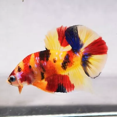 Live Betta Fish - Male - Koi Fancy Candy Multicolor Halfmoon Plakat  (PKMAR142) • $9.99