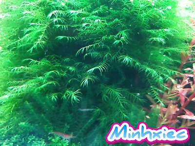 X 20 Leaves Phoenix Moss _ US Fissidens Moss - Live Aquarium Plants • $8.50