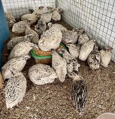 CAGE FREE - 12 Coturnix Quail Fertile Hatching Eggs - Rare Beautiful Colors • $8.79