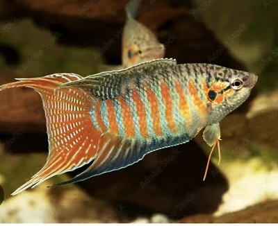 3 Beautiful Paradise Fish (Macropodusopercularis) Live Fresh Water Fish • $12.49