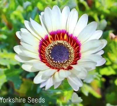 Zulu Prince Giant Cape Wild Daisy Flower  - 100x Seeds - Flowers • £2.99