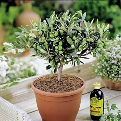 1 X Small Olive Tree In 15cm Pot || Hardy & Very Cheap ! • £19.99