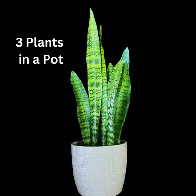 Snake Plant | Mother-In-Law's-Tongue Plant-Sansevieria Zeylanica-US SELLER • $35.97