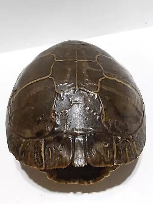 Vintage Real Taxidermy Turtle Shellsculpture 6.3 X 4.7 Inches • $7