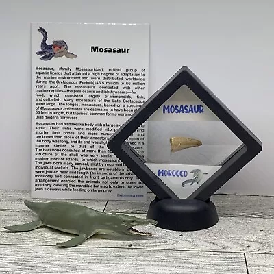 Mosasaur Extinct Marine Lizard Dinosaur Tooth Fossil In Case With Toy • $16.99