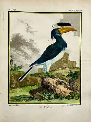 1775 Calao Hornbill Fine Quarto Hand Colored Copper Engraving • £220