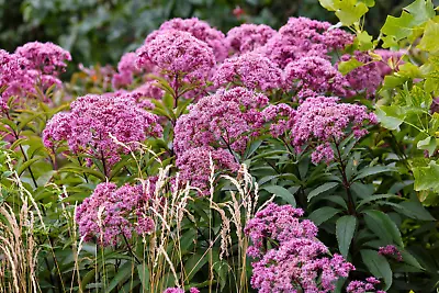 20 HE MP AGRIMONY Eupatorium Cannabinum Raspberries & Cream Flower Seeds • £2.41