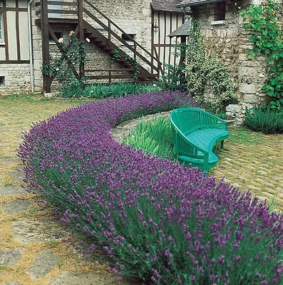 Lavender Seeds Munstead Lavender English Lavender Heirloom Herb Seeds 50ct • $2.29