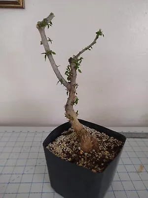 Rare Elm Relative Desert Hackberry Tree - Celtis Ehrenbergiana Pre-bonsai • $28