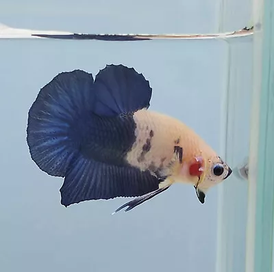 Live Betta Fish Male HMPK Marble COW BLUE • $19.99