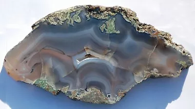 Large Polished Tom Miner Basin Montana  Limb Cast • $24.50