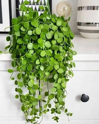 £5.99 • Buy Peperomia Hanging Rotundifolia 'Trailing Jade' Easy Growing House Plant 7 Cm Pot
