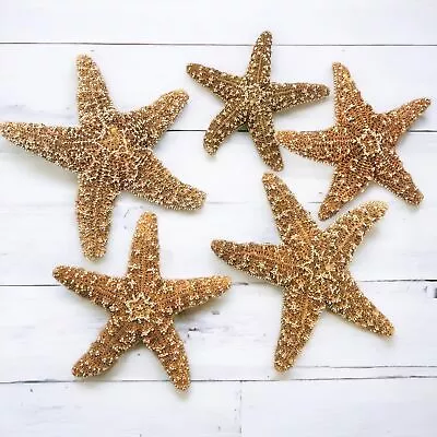 Sugar Starfish 4  - 6  Inch Large Starfish Sea Star Starfish Decor Aquari... • $40.69