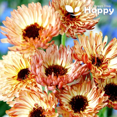 £1.19 • Buy POT MARIGOLD - SUNSET BUFF - 150 Seeds - Calendula Officnals Apricot Pink Shades